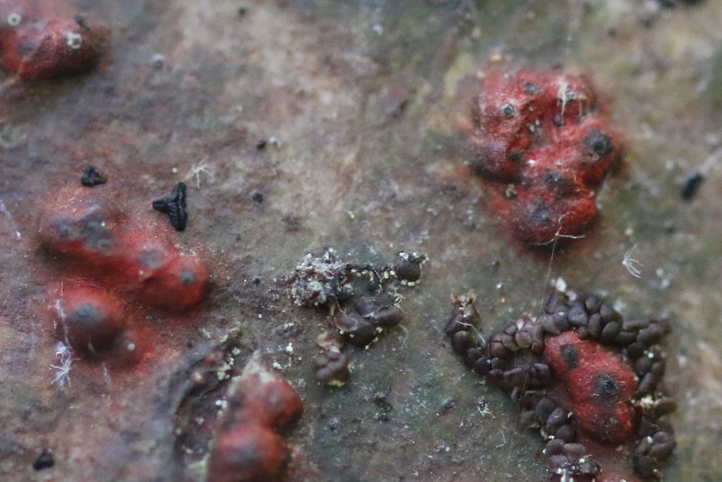 Melanographa tribulodes