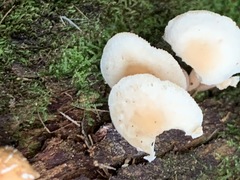 Collybia eucalyptorum