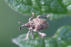 Parethelcus pollinarius