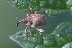 Parethelcus pollinarius