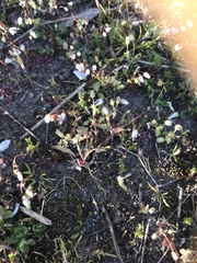 Saxifraga tridactylites