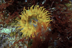 Phlyctenanthus australis