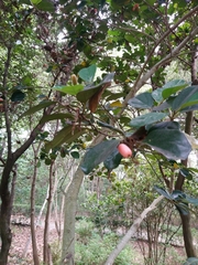 Gomphandra luzoniensis