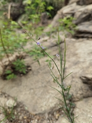 Polygala tenuifolia