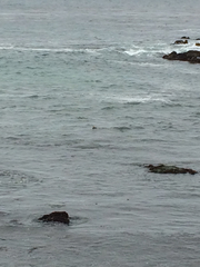 Aechmophorus occidentalis