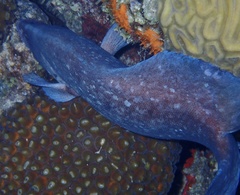 Rypticus saponaceus