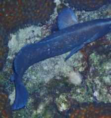 Rypticus saponaceus