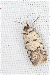 Scatochresis episema