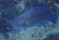 Rypticus saponaceus