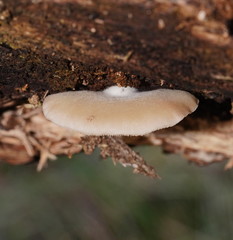 Crepidotus nephrodes