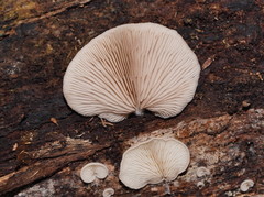 Crepidotus nephrodes
