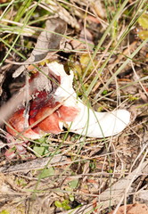 Russula persanguinea
