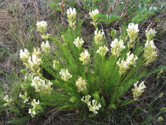 Oxytropis muricata