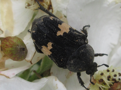 Glycyphana fulvistemma