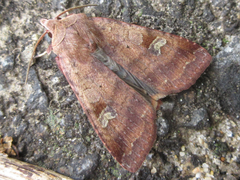 Diarsia canescens