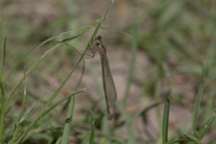 Ischnura cervula