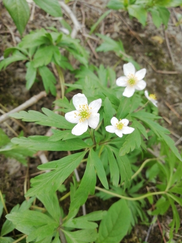 Anemonoides caerulea (Anemonoides caerulea)