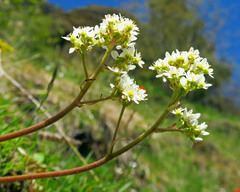 Micranthes hitchcockiana