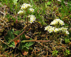 Micranthes hitchcockiana