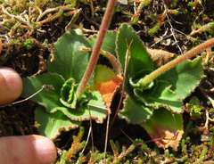 Micranthes hitchcockiana
