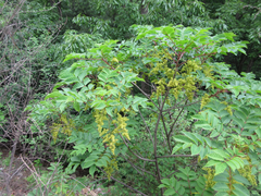 Toxicodendron trichocarpum