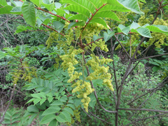Toxicodendron trichocarpum