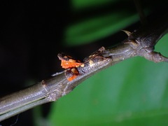 Phaenopharos struthioneus