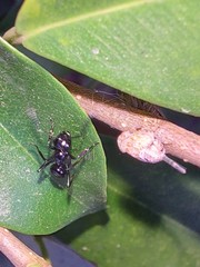Polyrhachis rastellata
