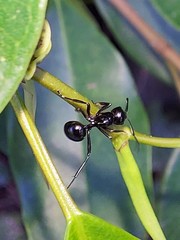 Polyrhachis rastellata