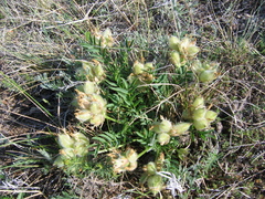 Oxytropis peschkovae