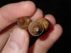 Eucalyptus longifolia