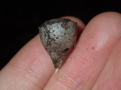 Eucalyptus longifolia