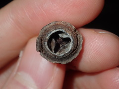 Eucalyptus longifolia