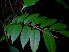 Phaenopharos struthioneus