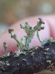 Cladonia botrytes