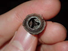 Eucalyptus longifolia