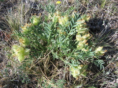 Oxytropis peschkovae