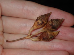 Eucalyptus longifolia