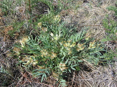 Oxytropis peschkovae