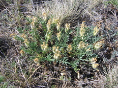 Oxytropis peschkovae