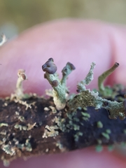 Cladonia botrytes