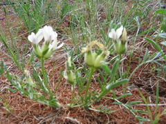 Oxytropis peschkovae