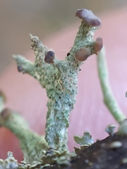 Cladonia botrytes