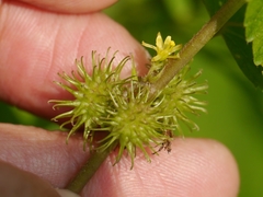 Triumfetta annua