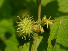 Triumfetta annua