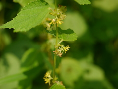 Triumfetta annua