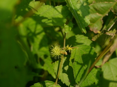 Triumfetta annua