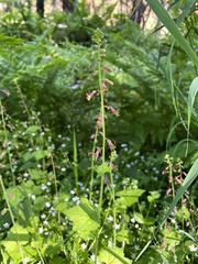 Tolmiea diplomenziesii