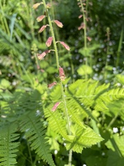 Tolmiea diplomenziesii