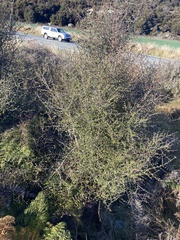 Coprosma crassifolia